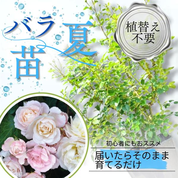 土や鉢の用意が不要 植え替え済みバラ苗 シュシュ Chou Chou 国産ノイバラ台木使用 秋準備に最適 8号鉢 ガイド付