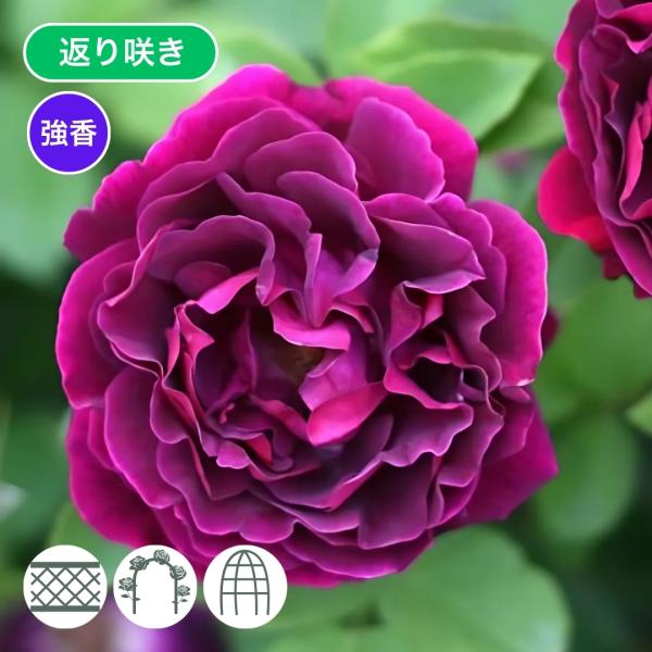 [Release date: May 15, 2026]濃赤紫色で咲き始め後半は紫色が強くのる。開花時に夜温が下がると黒みを帯びる。濃厚なダマスク香があり、香りがある割には花もちもよい。枝にはトゲが少なくしなやかで扱いやすい。枝が充実せず寿...