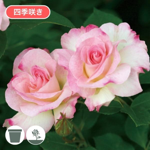 CD バラ売り 楽天市場】四季咲きバラ苗 【ライラックビューティー】 2年生大苗