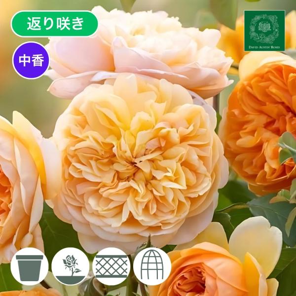 ミーちゃんさま専用　ご確認用バラ苗木 komatsugarden-store_cho-21