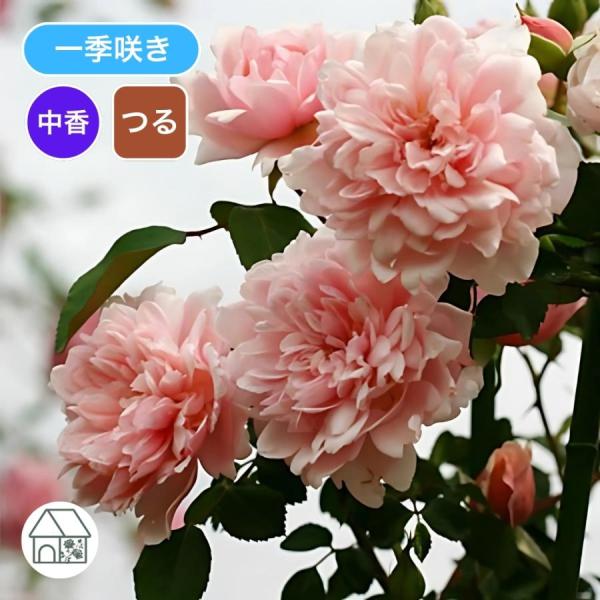 バラ苗 長尺苗 アルベルティーヌ Albertine 国産ノイバラ台木使用