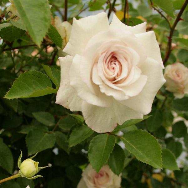 バラ苗 長尺苗 ミラディ ドゥ ウインター Milady de Winter 国産