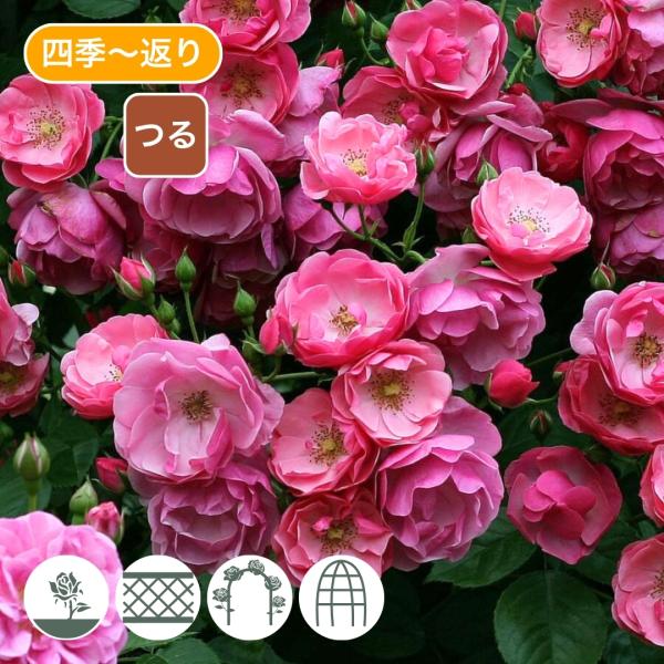 濃い桃色の花は5輪位の房咲き性で半八重のカップ咲き。花の中心部はやや白っぽくなる。 花のもちも良く、退色するとグラデーションが付き一株で見応えのある品種。ヨーロッパではフロリバンダとして利用されることが多く日本でも冬季の剪定で強く切り戻しブ...