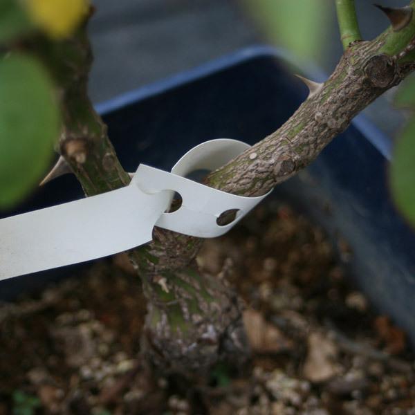 品種名などを記入し苗の枝に取り付けるラベルです。鉛筆やマジックなどで記入できます。名前や性質等を記入しておくことでバラや植物を管理する時に役立ち、雨風に強く、レーザープリンターでお好みのデザインに印刷もできます。1シート内(Ａ４サイズ)に1...