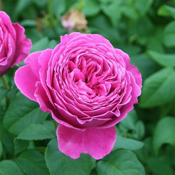 激安な バラ苗 大苗 希少 国産ノイバラ台木使用 Paris パリス 植物 観葉植物 Www Pastosbons Ma Gov Br