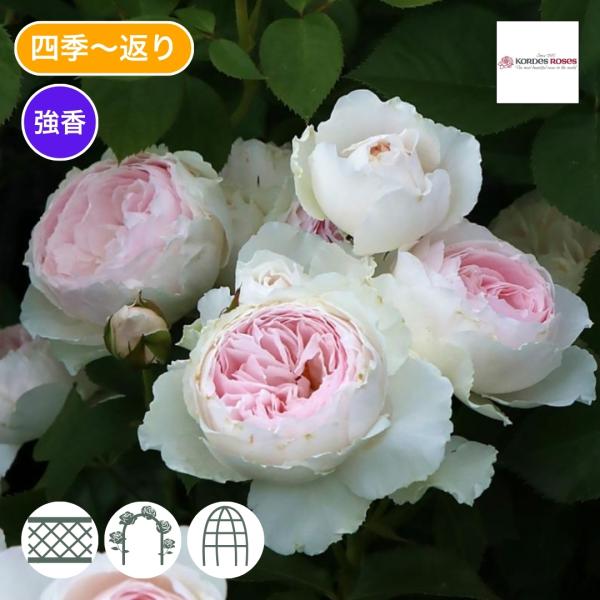 バラ苗 予約大苗 2027 クリスティアーナ Christiana 国産ノイバラ台木使用