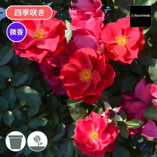 バラ苗 予約大苗 2027 風姿花伝 紅 The Flowering Spirit Kurenai 国産ノイバラ台木使用