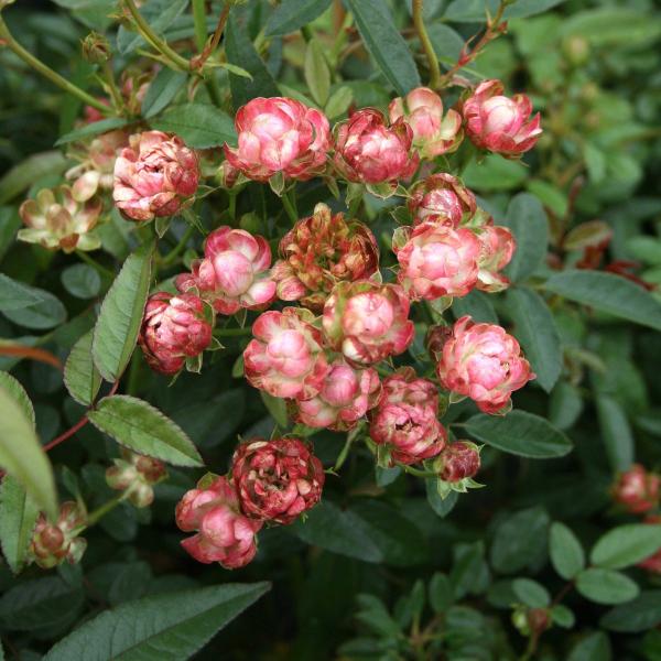 バラ苗 スタンダードローズ ラディッシュ STD 1.2ｍ Radish