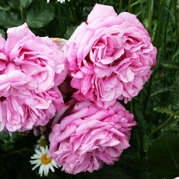 鉢植え6寸鉢 ローズ ポンパドゥール Rose Pompadour国産ノイバラ台木使用 Rosepompadour コマツガーデン Yahoo 店 通販 Yahoo ショッピング