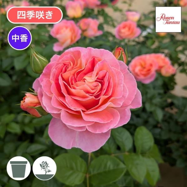 バラ苗 予約新苗 2027 ドルンブルガー シュロスローズ Dornburger Schlossrose 四季咲き 国産ノイバラ台木使用 ドルンブルガーシュロスローズ