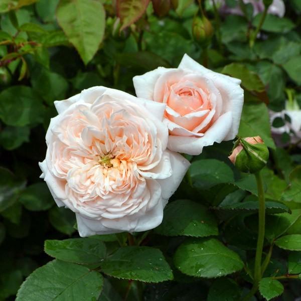 バラ苗 鉢植え6寸 セント オブ ヨコハマ Scent Of Yokohama 国産ノイバラ台木使用 セントオブヨコハマ Scentofyokohama O コマツガーデン Yahoo 店 通販 Yahoo ショッピング