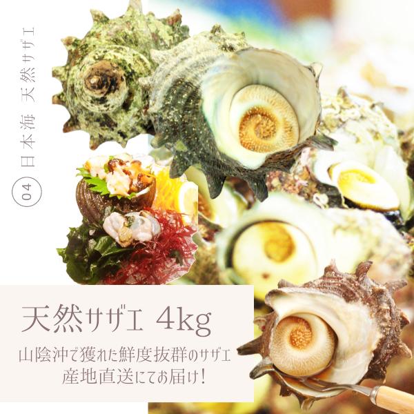 サザエ ４キロ 刺身用 天然サザエ 山陰沖産 活 さざえ バーベキュー つぼ焼き 大きさおまかせ 送料無料 Sazae 6980 小松屋imaru 通販 Yahoo ショッピング