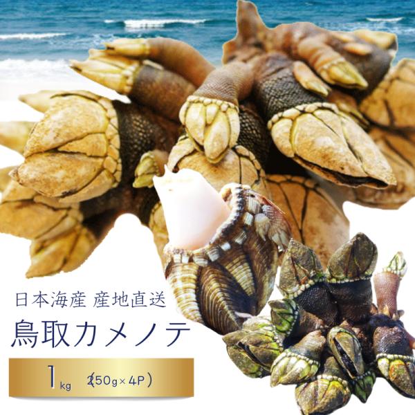 カメノテ 亀の手 貝 新物 かめのて 1kg（250g×4袋）大-小混合 鳥取産