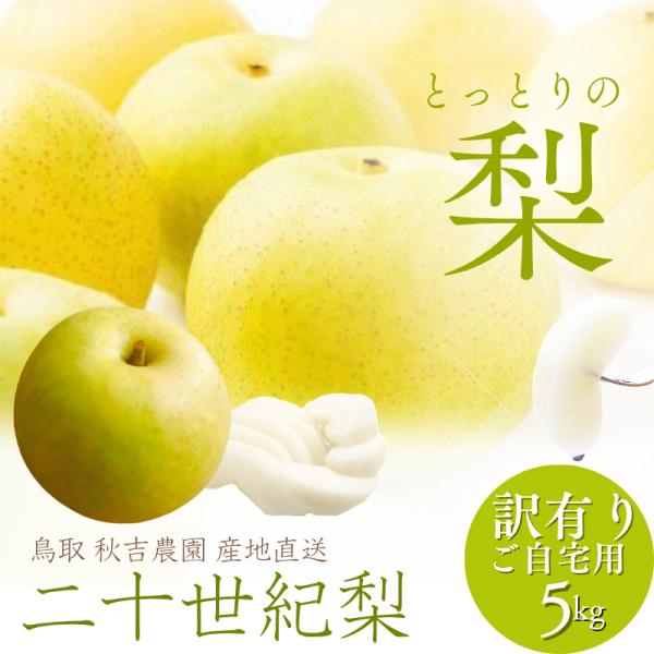 梨 二十世紀梨 5kg詰 梨 なし ナシ（訳あり ご自宅用）中村農園（S-３L 12-28個前後 ）梨