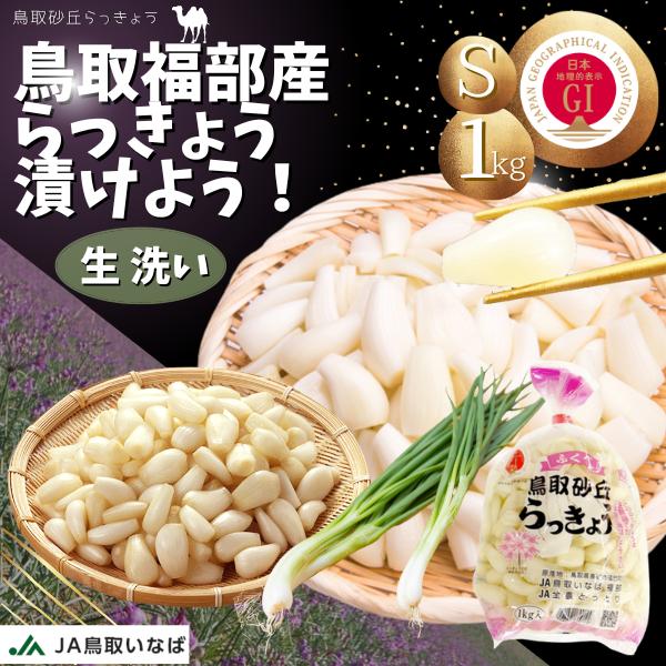 らっきょう 「洗い生らっきょう1kg Sサイズ」 JAいなば JAふくべ 鳥取