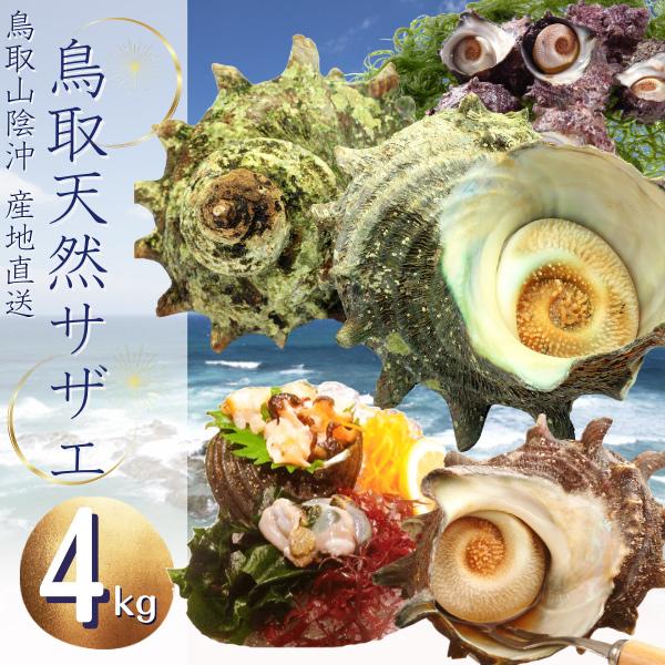 さかな サザエ 4キロ 刺身用 天然サザエ 山陰沖産 (活 ) さざえ