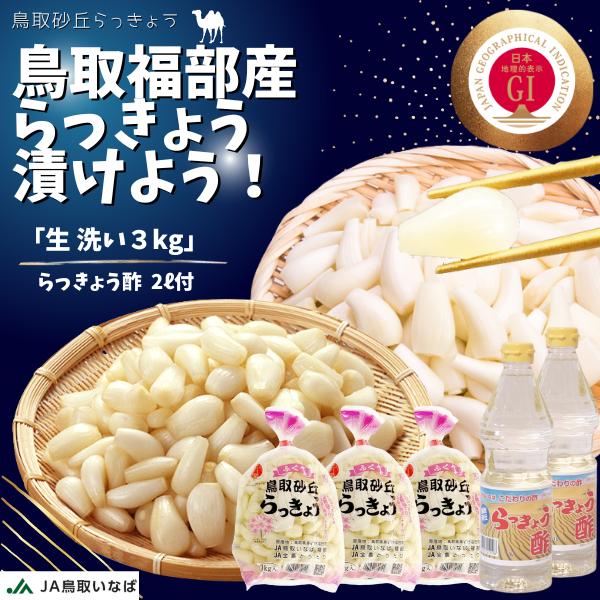 らっきょう 「洗い生らっきょう S-L大きさ混合 3kg」 JAいなば JAふく
