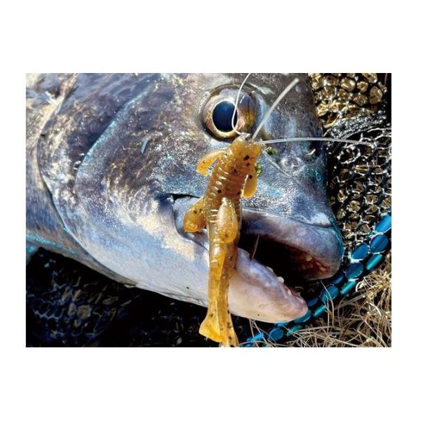 komegen_110004619_5_d_20240901182837