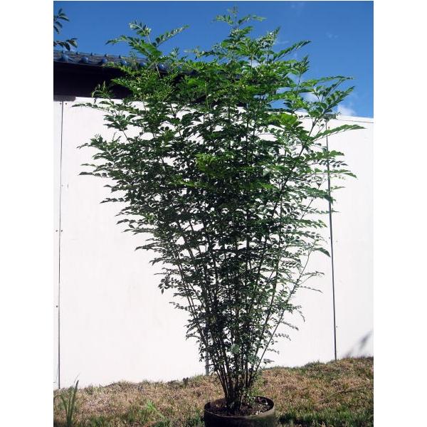 シマトネリコ 苗の人気商品 通販 価格比較 価格 Com