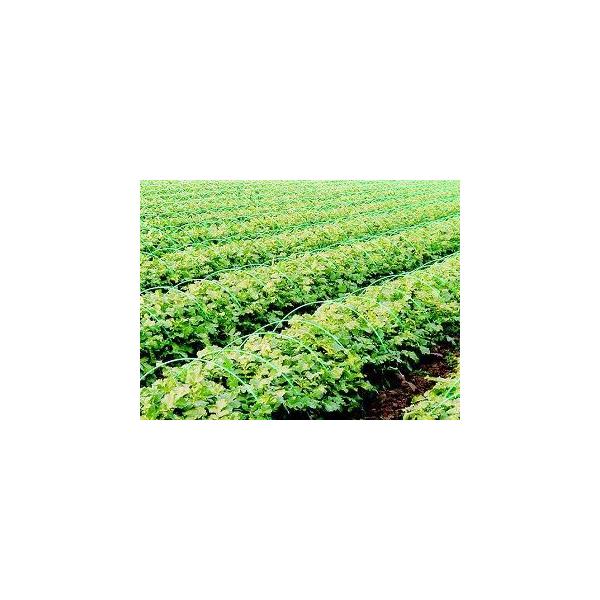 _|[j@@TDT×PDW@@POO{g