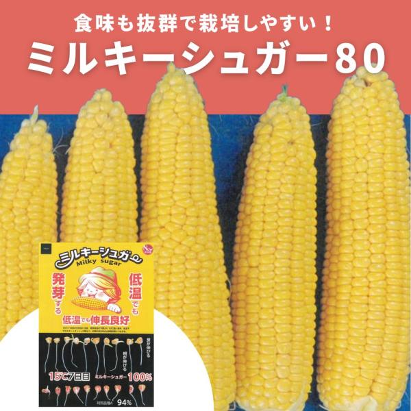 ミルキーシュガー80 小袋 早生 低温発芽 極早生品種