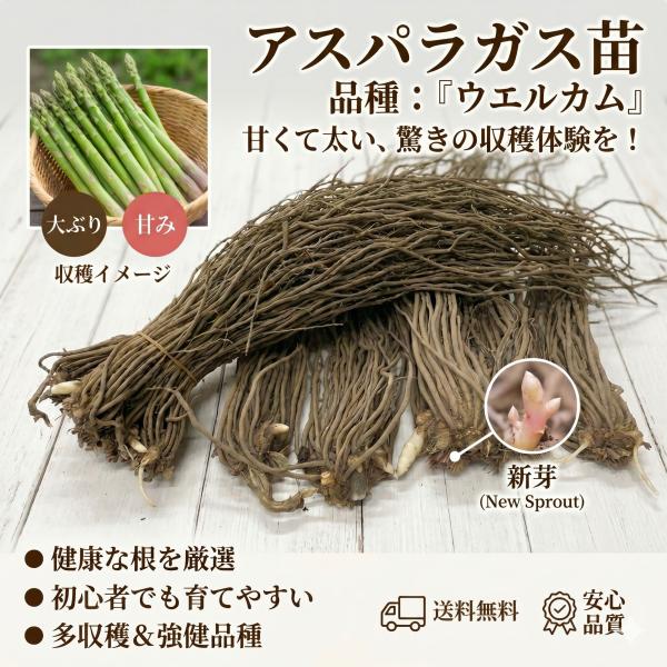 アスパラガス 苗 株 ウエルカム 20株 通販 販売 送料無料 家庭菜園 初心者 一年生 ２L