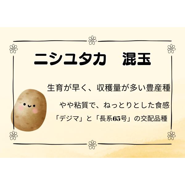 �j�V���^�J ���� 10kg ��� �H�A�� ���Ⴊ���� �킶�Ⴊ���� �͔|�p �ƒ�؉��p  �W���K�C�� �H�W���K ���i�摜1