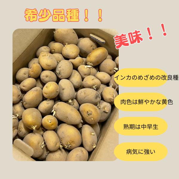 ジャガイモが作ったもの 1Kg 種芋 ながさき黄金 混玉 ジャガイモ PVP じゃがいも 栽培用
