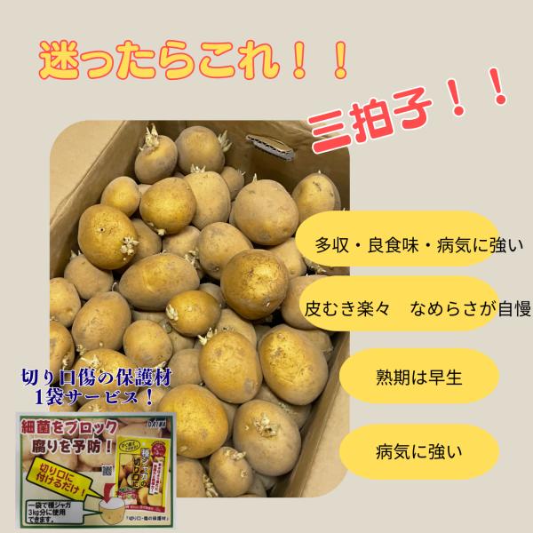1Kg 種芋 アイマサリ 混玉 切り口保護材1袋添付サービス