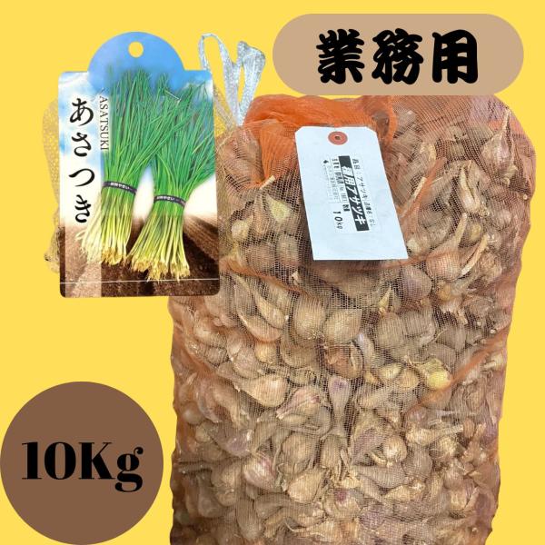 あさつき 種球 10Kg 送料無料 野菜種 野菜 園芸 人気 栽培 種子 野菜の種 たね 美味しい 安い おすすめ 営利 大量 販売 通販