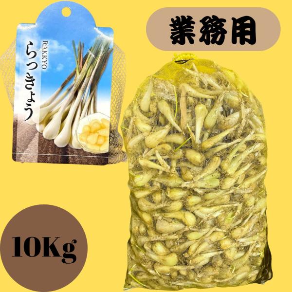 らっきょう 種球 10Kg 送料無料 野菜種 野菜 園芸 人気 栽培 種子 野菜