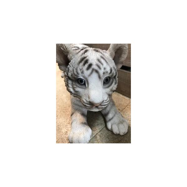 仔ホワイトタイガー じゃれる子白トラ Buyee Buyee Japanese Proxy Service Buy From Japan Bot Online