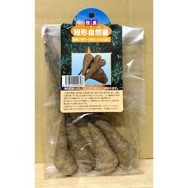 短形自然薯 種芋 4本入り 国産 とろろ用 送料無料 ギフト 新鮮 粘り強い 健康食 山芋 高級 販売 通販 家庭菜園