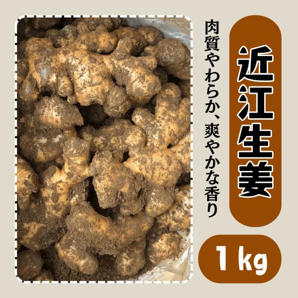 近江生姜 種生姜 1kg しょうが ショウガ 大生姜 種生姜 種芋 タネ 球根 販売 通販 家庭菜園 植え付け 栽培 初心者 送料無料 ガリ