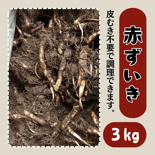 八ツ頭 赤ずいき 長岡ずいき 長岡紅 種芋 3kg やつがしら 八頭 販売 通販 栽培 家庭菜園