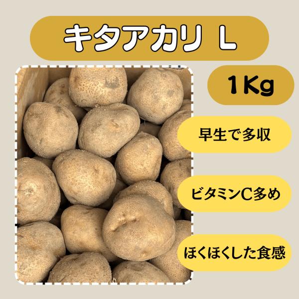 キタアカリ L 1kg 種芋 じゃがいも ジャガイモ