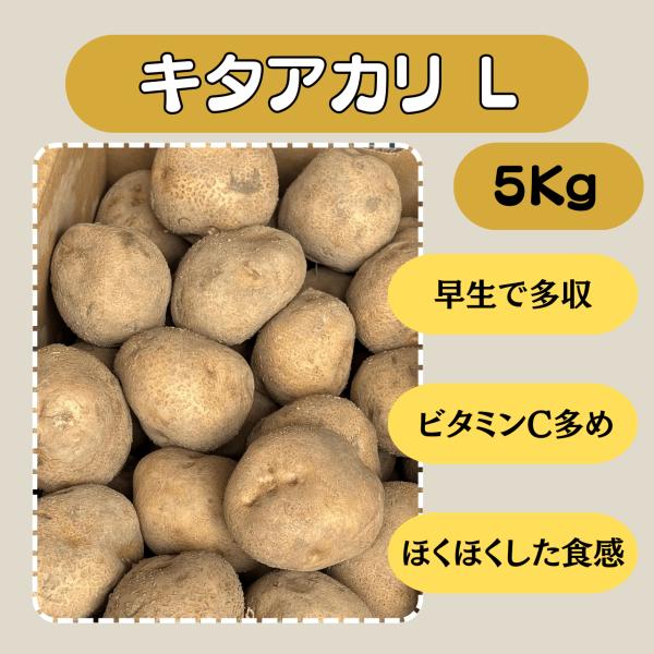 キタアカリ L 5kg 種芋 じゃがいも ジャガイモ