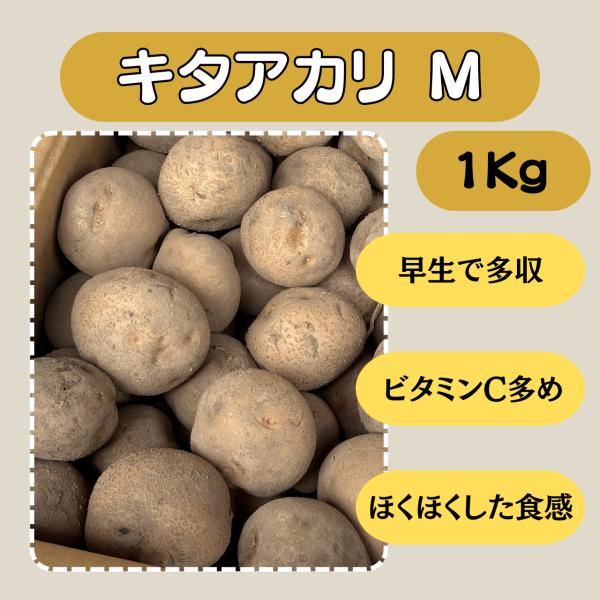 キタアカリ M 1kg 種芋 じゃがいも ジャガイモ