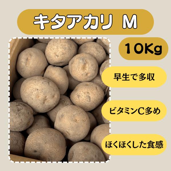 キタアカリ M 10kg 種芋 じゃがいも ジャガイモ 販売 通販 送料無料