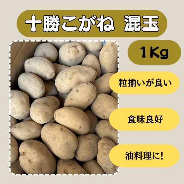 十勝こがね 混玉 1kg 種芋 じゃがいも ジャガイモ