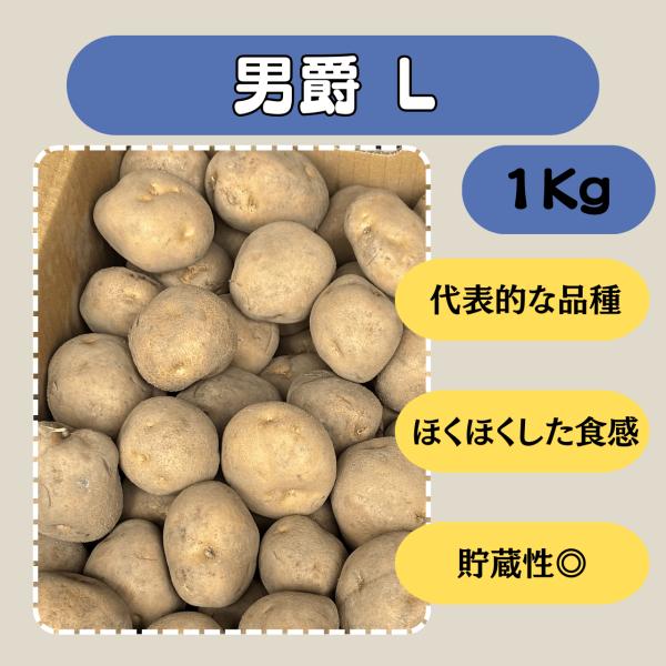 男爵 L 1kg 種芋 じゃがいも ジャガイモ