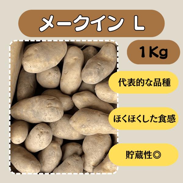 メークイン L 1kg 種芋 じゃがいも ジャガイモ