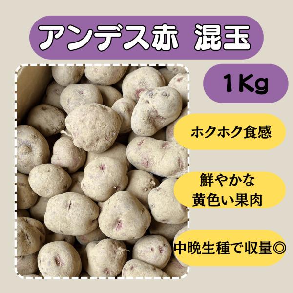 アンデス赤 混玉 1kg 種芋 じゃがいも ジャガイモ
