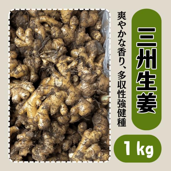 三州生姜 種生姜 1kg しょうが ショウガ 種 タネ 種芋 販売 通販 家庭菜園 初心者 植え付け 国産 送料無料 栽培 小生姜 こしょうが 葉生姜 ガリ