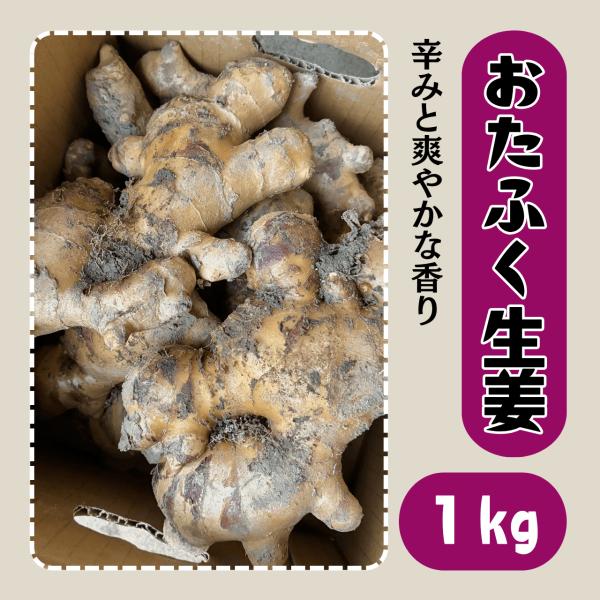おたふく生姜  種生姜 1kg しょうが ショウガ 大生姜 タネ 種芋 球根 販売 通販 家庭菜園 初心者 ガリ 送料無料 栽培 国産