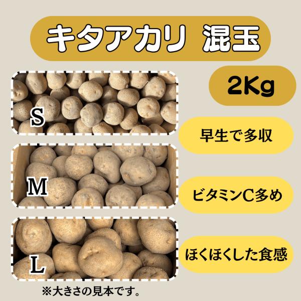 キタアカリ 混玉 2kg 種芋 じゃがいも ジャガイモ