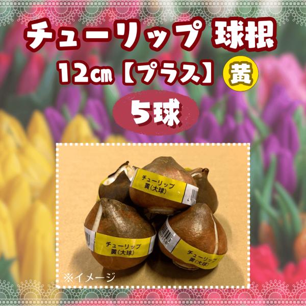 チューリップ球根 5球 黄 サイズ12cm（プラス）