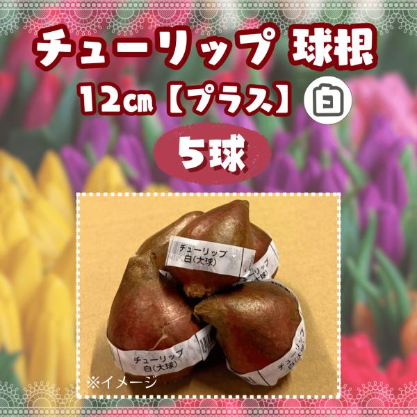 白色チューリップの球根です。植付け時期10月〜11月
