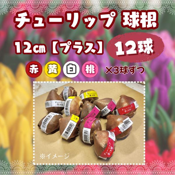 チューリップ球根 12球（4色×3球）赤・黄・白・桃 サイズ12cm（プラス）