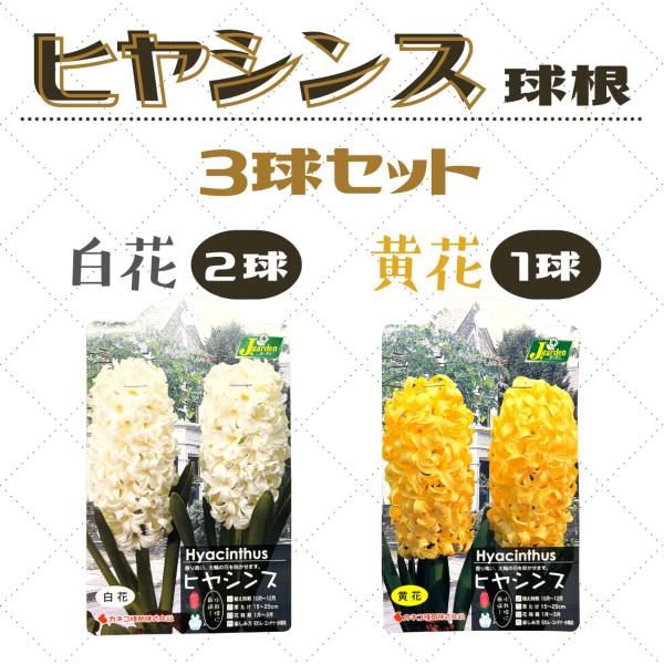 ヒヤシンス 3球セット 白 黄 球 水栽培 白ヒヤシンス 黄ヒヤシンス 花 春 ガーデニング 初心者 栽培 花壇 送料無料 おすすめ 人気 園芸 家庭菜園 安い